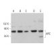 ARC Antibody (G-4) - Western Blotting - Image 375384 