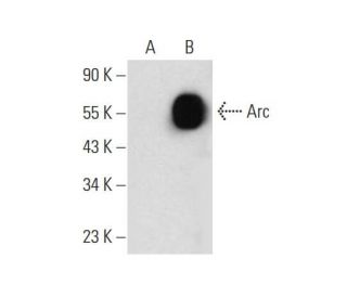 Arc Antibody (H-6) - Western Blotting - Image 144671 