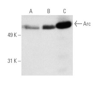 Arc Antibody (C-7) - Western Blotting - Image 4532Each CRISPR/Cas9 Knockout (KO) Plasmid product consists of a pool of 3 plasmids designed to ensure identification and cleavage of a specific gene for maximum knockout efficiency. Each plasmid encodes a unique 20 nt sequence derived from the GeCKO (v2) library.