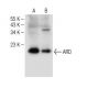 ARD Antibody (C-10) - Western Blotting - Image 150427 