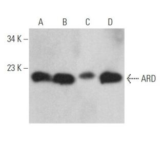 ARD Antibody (C-10) - Western Blotting - Image 369027 