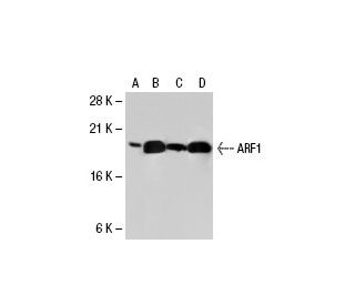 ARF1 Antibody (ARFS 1A9/5) - Western Blotting - Image 21945 