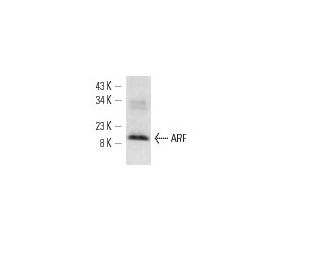ARF1 Antibody (ARFS 3F1) - Western Blotting - Image 12794 