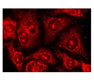 ARF1 Antibody (ARFS 5F2/2) - Immunofluorescence - Image 142908 