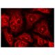 ARF1 Antibody (ARFS 5F2/2) - Immunofluorescence - Image 142908 