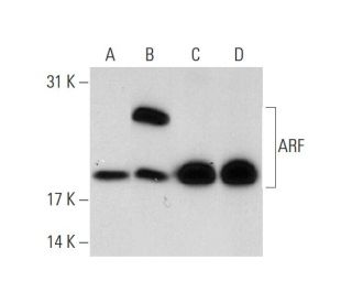 ARF3 Antibody (41) - Western Blotting - Image 74264 