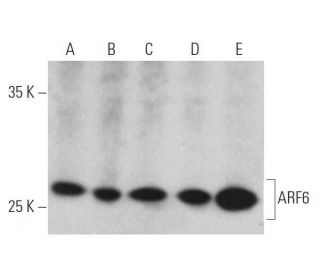 ARF6 Antibody (3A-1) - Western Blotting - Image 355307 