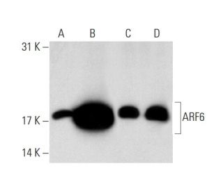 ARF6 Antibody (3A-1) - Western Blotting - Image 74266 