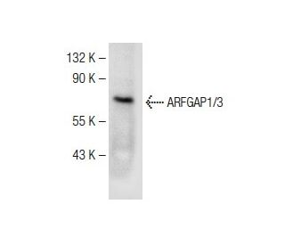 ARFGAP1/3 Antibody (G-11) - Western Blotting - Image 149989 