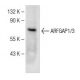 ARFGAP1/3 Antibody (G-11) - Western Blotting - Image 149989 