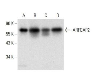 ARFGAP2 Antibody (B-6) - Western Blotting - Image 305756 