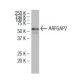 ARFGAP2 Antibody (RG-7) - Western Blotting - Image 34344 