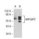 ARFGAP2 Antibody (RG-7) - Western Blotting - Image 72703