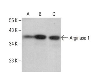 ARG1/Arginase 1 Antibody (A-2) - Western Blotting - Image 377378
