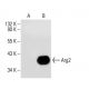 Arginase 2/ARG2 Antibody (C-8) - Western Blotting - Image 133355