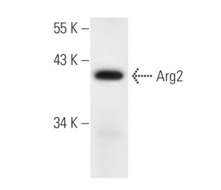 Arginase 2/ARG2 Antibody (C-8) - Western Blotting - Image 294430 