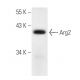 Arginase 2/ARG2 Antibody (C-8) - Western Blotting - Image 294430 