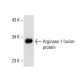 ARG1/Arginase 1 Antibody (8C9) - Western Blotting - Image 10842