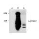 ARG1/Arginase 1 Antibody (8C9) - Western Blotting - Image 62006 