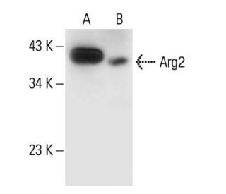 Arginase 2/ARG2 Antibody (C-3) - Western Blotting - Image 294431