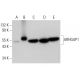 ARHGAP1 Antibody (A-9) - Western Blotting - Image 309738 