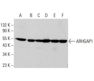 ARHGAP1 Antibody (A-9) - Western Blotting - Image 377383 