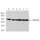 ARHGAP1 Antibody (A-9) - Western Blotting - Image 377383 