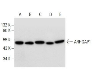 ARHGAP1 Antibody (C-10) - Western Blotting - Image 308060 