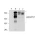 ARHGAP17 Antibody (G-6) - Western Blotting - Image 319296