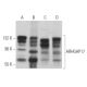 ARHGAP17 Antibody (G-6) - Western Blotting - Image 365106 