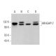 ARHGAP17 Antibody (G-6) - Western Blotting - Image 383307 