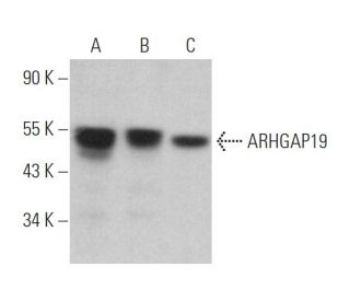 ARHGAP19 Antibody (B-11) - Western Blotting - Image 367191 