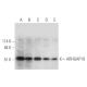 ARHGAP19 Antibody (B-5) - Western Blotting - Image 333639 
