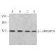 ARHGAP19 Antibody (B-5) - Western Blotting - Image 367185