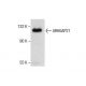 ARHGAP21 Antibody (E-10) - Western Blotting - Image 286740 