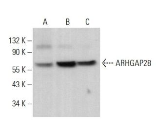 ARHGAP28 Antibody (G-3) - Western Blotting - Image 379691 