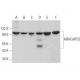 ARHGAP39 Antibody (D-6) - Western Blotting - Image 371886 