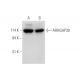 ARHGAP39 Antibody (H-2) - Western Blotting - Image 344589 