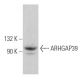 ARHGAP39 Antibody (H-2) - Western Blotting - Image 371887