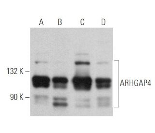 ARHGAP4 Antibody (G-6) - Western Blotting - Image 366924 