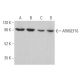 ARHGEF16 Antibody (G-10) - Western Blotting - Image 370089 