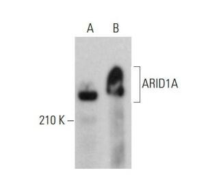 ARID1A Antibody (C-7) - Western Blotting - Image 377275 