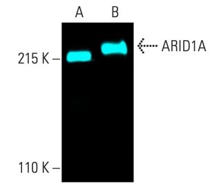 ARID1A Antibody (PSG3) - Western Blotting - Image 402077 