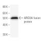 ARID3A Antibody (ARIDE9C11) - Western Blotting - Image 16641