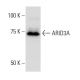 ARID3A Antibody (ARIDE9C11) - Western Blotting - Image 16642 