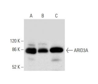 ARID3A Antibody (A-4) - Western Blotting - Image 304302