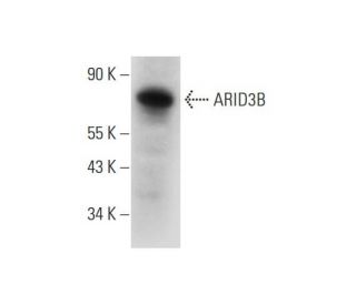 ARID3B Antibody (C-6) - Western Blotting - Image 331158