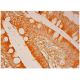 ARIH1 Antibody (B-2) - Immunohistochemistry - Image 302545