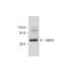 ARIH1 Antibody (B-2) - Western Blotting - Image 289993 