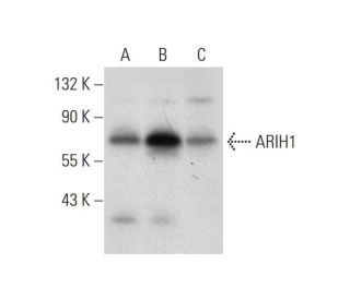 ARIH1 Antibody (B-2) - Western Blotting - Image 304380 